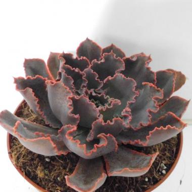 Echeveria neon breakers